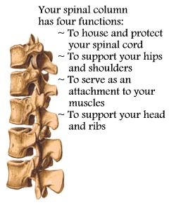 Your Spine